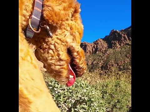 Best Views of The Wave Cave-Follow The Journey #explore #arizona #hiking #views #dogs