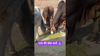 gau mata ki sewa se badi sewa nhi #cow #shorts