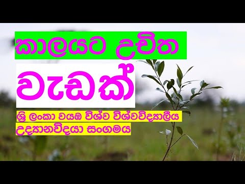 200 Tree planting campaing @Ritigala,රුක් රෝපන වැඩසටහන (Wayamba University /Horticulture Society)