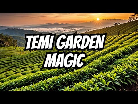 Time Lapse Temi Tea Garden