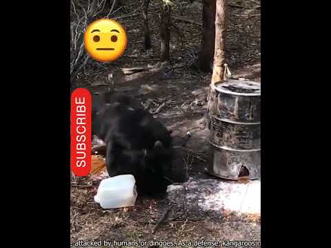 animal gone wrong(compilation)