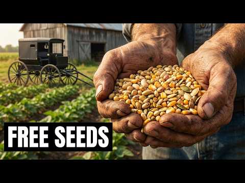 The Amish Never Buy Seeds  This 200 Year Old Trick Is Why