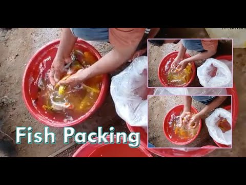 Fish Packing in Fish Farm
