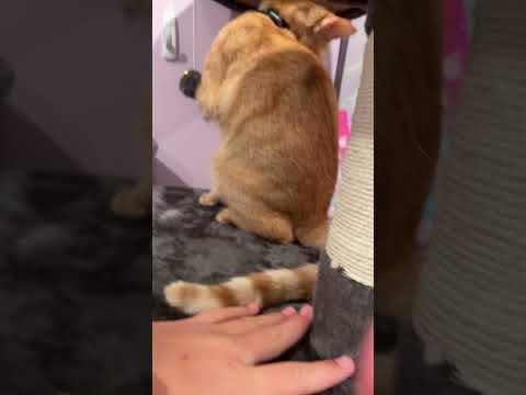 Cat tour pt. 3