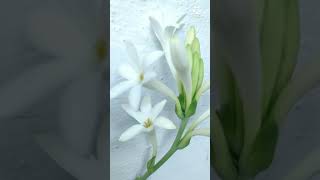 Beautiful Flowers 💮