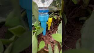 plastic bottle drip irrigation system