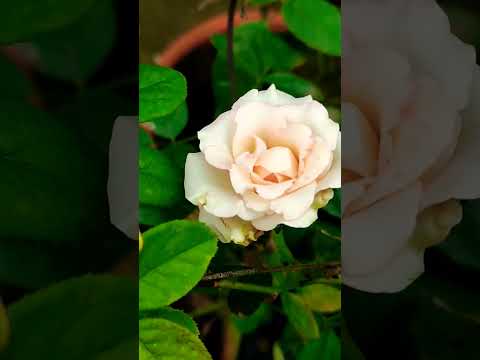 roses #roses #chadbagan #romantic #youtubevideo #viral #viralvideo