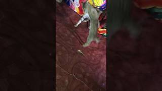 #wwe #cats #wreastler #cat vs cat #hijack #subscribe