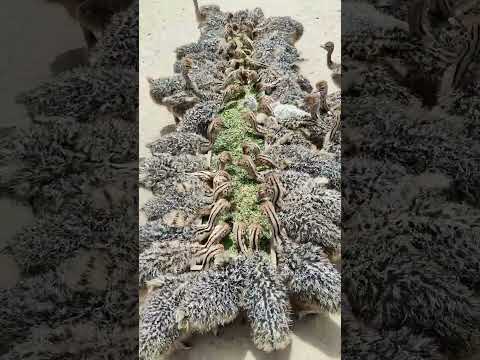 High-quality ostrich seedlings#Agriculture rural areas and farmers breeding#Ostrich