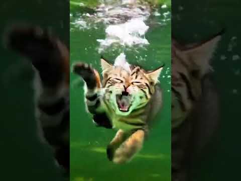 Kucing berenang di kolam | #animalintelligence #cat #cake #o #cute #happybirthday #swimming