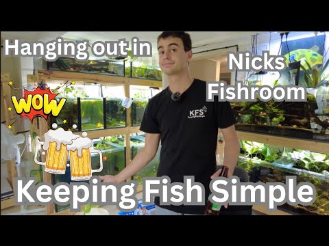 Hanging Out in Nicks Fishroom - Keeping Fish Simple