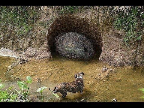 15 Bizarre Underground Creatures