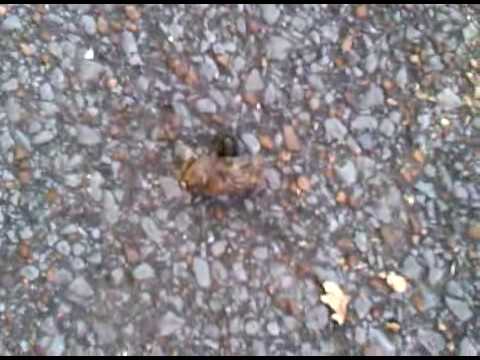 Poop Buggie