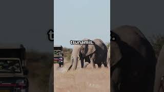 Can animals predict disasters?  #animalintuition #naturemysteries #facts  #animalbehavior #gkshorts