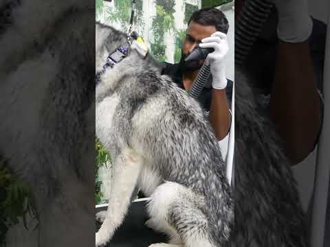 Bathing #husky  by #petscareapp #huskylovers #dogbathing  #dogbreed #onlinepetshop #petlovers