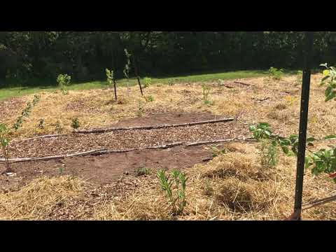 Dorchester Consolidated Food Forest Tour