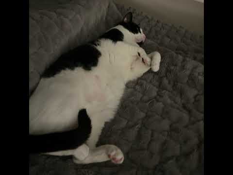 Catman_shorts Live Stream