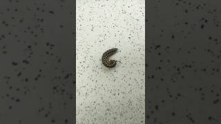 Black Millipede..#youtubeshorts #shorts #short #shortvideo #millipede #blackmillipedes #insects
