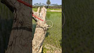 This Trick Is Shockingly Unique ✅ || #diy #skills #knowledge #shorts