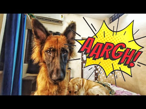 What Happens When You Irritate A German Shepherd ? Messing With My Dog Mika ❤️