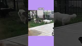 Legendary Dog Memes (Then vs Now) 💔🕊️ #shorts