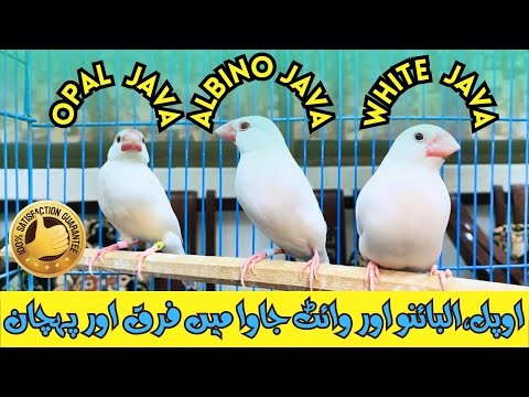DIFFERENCE AND RECOGNITION IN OPAL JAVA , ALBINO JAVA AND WHITE JAVA