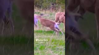 Deer zoomies! Deer |l @SASA-PGM468  || #shorts #viral #trending #deer