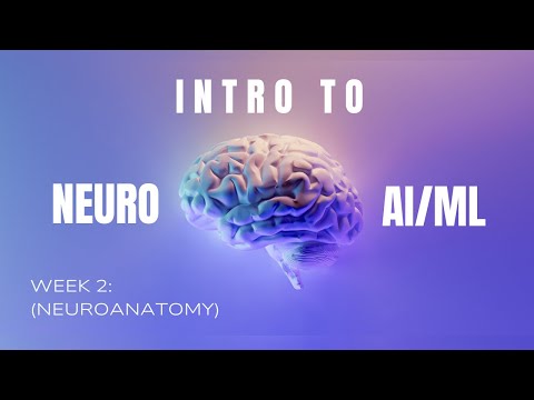 Week 2 from the Intro Neuro/AI Course Fall 2024