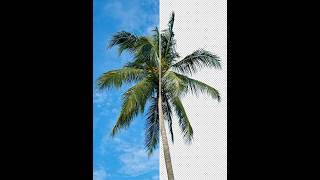 Photoshop 2025 Tips - How to Remove Blue Sky Background #ducthangds