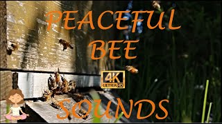 Relaxing Bee Sounds With Music 🐝 Peaceful Bee Sound 4k Videos on YouTube 🐝 Relaxing Sounds of Bees