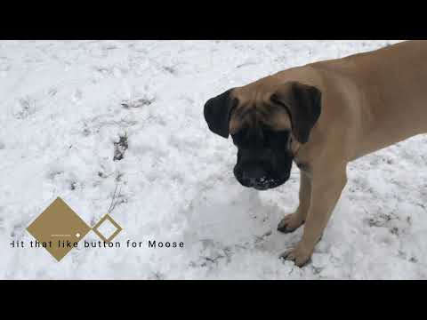 Dog makes snowballs!