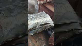 the snake king #travelvlog #snake #snakevideo #trending #trend #trendingshorts #trendingvideo