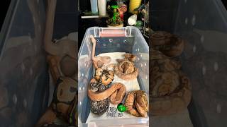 Baby snakes are all out! #molinarosnakelab #snakebreeding #pythons #royalpython #eggcutting #shorts