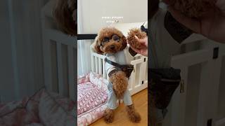 puppy playpen hack #puppy #dog #hack #dogowner #asmrsounds #shorts