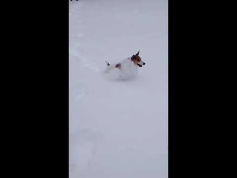 Reggie the Snow Dog 2