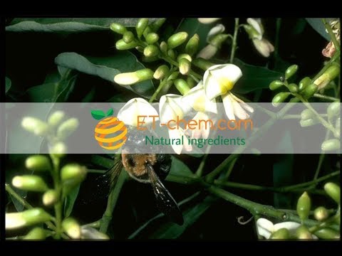 Sophora Japonica extracts, Rutin, Sophora japonica flower dry extracts,benefits, production 2018