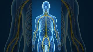 Nervous System 3d Anatomy. #anatomy #3danatomy #education #medicaleducation #usa