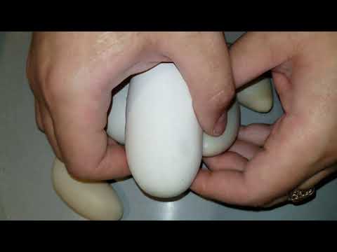 One Egg Clutch Cutting and Ball python eggs removal