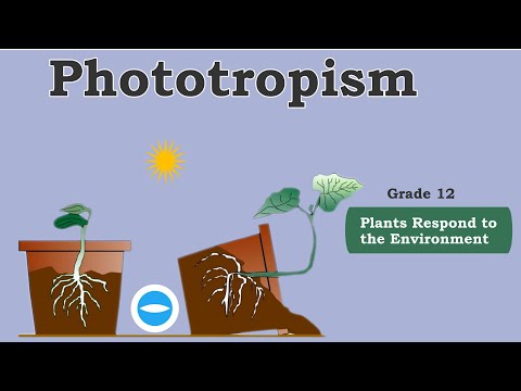 Plants Responds to Environment | Phototrpism, Geotropism | Life sciences grade 12.