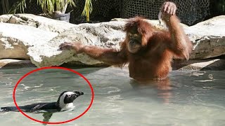The Funniest Animal Moments of 2026 😂 NEW Compilation!