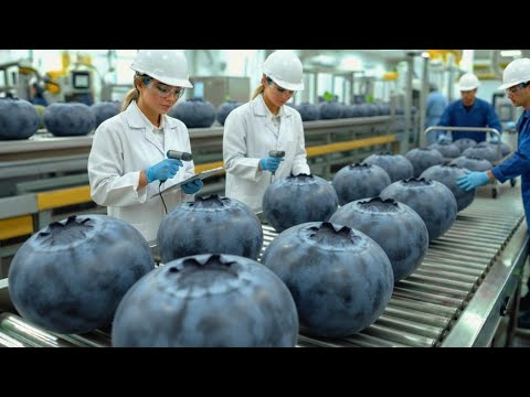 Inside a High-Tech Blueberry Processing Factory – From Fresh Berries to Frozen Packs (Full Process)