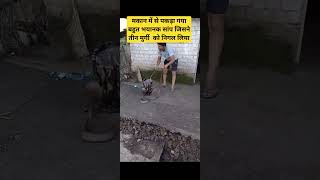 सांप पकड़ने के लिए संपर्क करें #snakesofinstagram #shortsvideo #viralvideo #snakelovers #ballpython