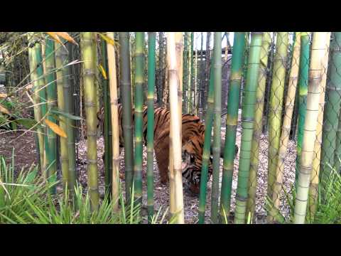 Jacksonville Zoo Tiger 3