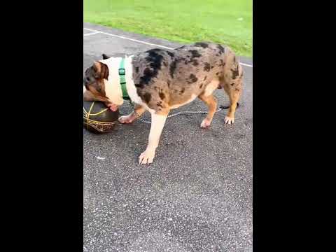 #cute #dog #sports #relaxing #nature