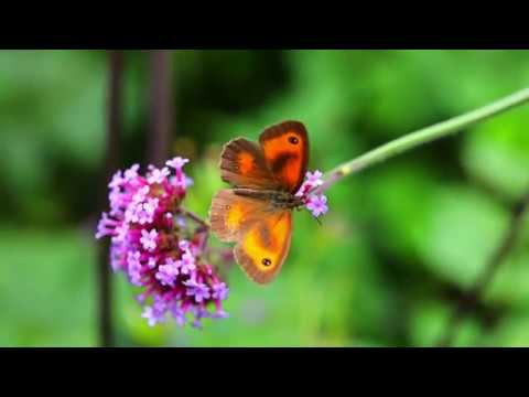 butterfly macro video