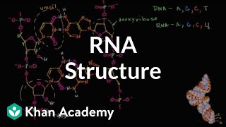 Molecular structure of RNA | Macromolecules | Biology | Khan Academy