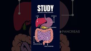 #digestivesystem #3danimation