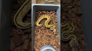Look at the pattern of this Orange Dream Yellowbelly Pastel Genetic Stripe Ball Python!