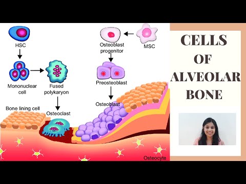 CELLS OF ALVEOLAR BONE II Alveolar bone part II