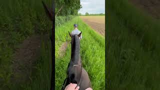 Evening hack on Digby 🖤 #hackingout #equestrian #horseriding #horsegirl